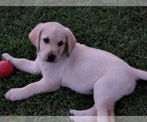 Labrador Retriever Puppy for sale in HICKORY, NC, USA