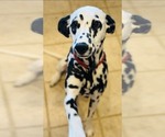 Small Photo #1 Dalmatian Puppy For Sale in BOONE, NC, USA