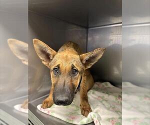 German Shepherd Dog Dogs for adoption in Santa Cruz, CA, USA