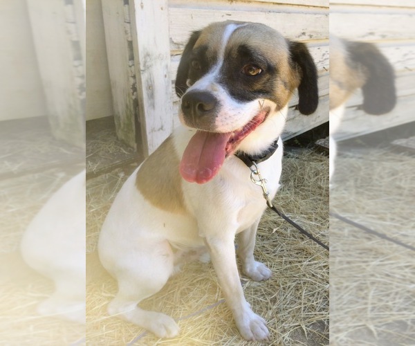 Medium Photo #1 Bogle Puppy For Sale in FROSTPROOF, FL, USA