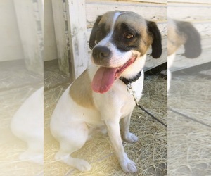 Bogle Dogs for adoption in FROSTPROOF, FL, USA