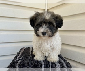 Poovanese Puppy for sale in KNOB NOSTER, MO, USA