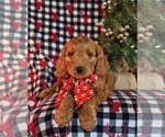 Small #1 Goldendoodle (Miniature)