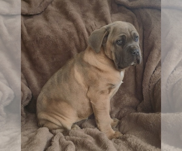 Medium Photo #9 Cane Corso Puppy For Sale in MINERAL WELLS, WV, USA
