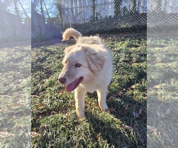 Medium Photo #2 Great Pyrenees-Unknown Mix Puppy For Sale in Thomasville, NC, USA