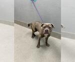 Small American Pit Bull Terrier Mix