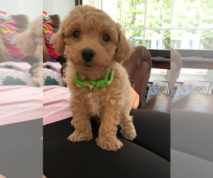 Maltipoo Puppy for sale in FREDERICKSBURG, VA, USA