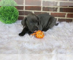 Great Dane Puppy for sale in GOSHEN, IN, USA