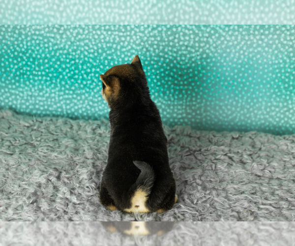 Medium Photo #27 Shiba Inu Puppy For Sale in MILLERSBURG, IN, USA