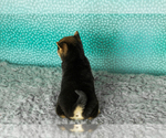 Small Photo #27 Shiba Inu Puppy For Sale in MILLERSBURG, IN, USA