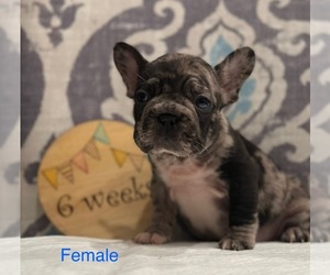 Faux Frenchbo Bulldog Puppy for sale in RIDGEVILLE, SC, USA
