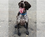 Small Photo #3 German Shorthaired Pointer Puppy For Sale in SPRING BRANCH, TX, USA