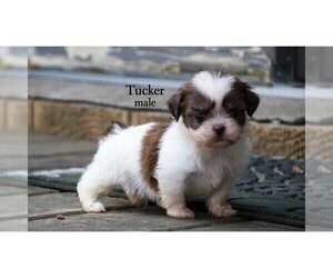 Shih Tzu Puppy for sale in CLARE, MI, USA