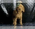 Small Photo #106 Maltipoo Puppy For Sale in WARSAW, IN, USA