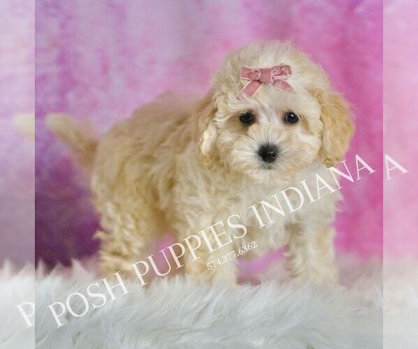 Medium Photo #79 Maltipoo (Miniature) Puppy For Sale in WARSAW, IN, USA