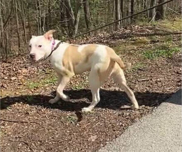 Medium Photo #4 Mutt Puppy For Sale in Frenchburg, KY, USA