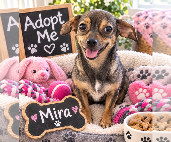 Medium Photo #1 Chiweenie Puppy For Sale in Queen Creek, AZ, USA