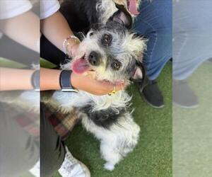 Mutt Dogs for adoption in Woodland, CA, USA