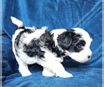 Small Photo #8 Morkie Puppy For Sale in HOLLAND, MI, USA