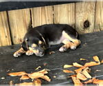 Small #2 Border Collie Mix