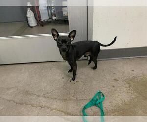 Chihuahua Dogs for adoption in Berkeley , CA, USA