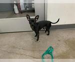 Small Chihuahua