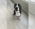 Small #6 Lab-Pointer