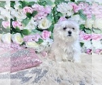Small Photo #82 Maltese Puppy For Sale in HAYWARD, CA, USA