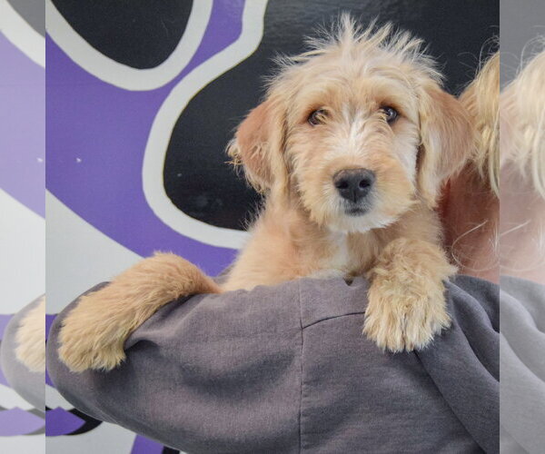 Medium Photo #5 Mutt Puppy For Sale in Huntley, IL, USA