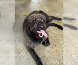 Labradoodle Dogs for adoption in Eastman, GA, USA