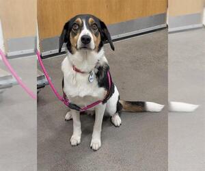 Beagle-Plott Hound Mix Dogs for adoption in Forestville, MD, USA