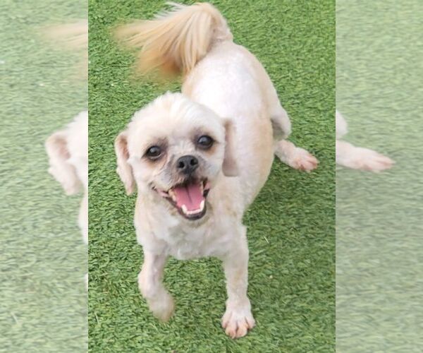 Medium Photo #2 Shih Tzu Puppy For Sale in Carrollton, TX, USA