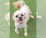 Small #1 Shih Tzu