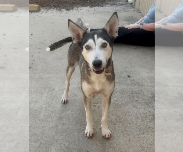 Medium Photo #5 Mutt Puppy For Sale in Houston, TX, USA