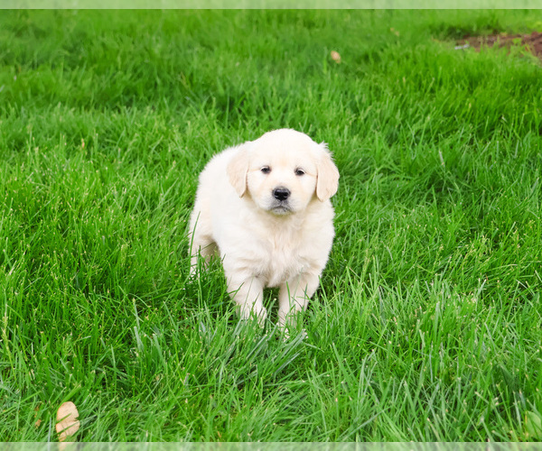 Medium Photo #6 English Cream Golden Retriever Puppy For Sale in SYRACUSE, IN, USA