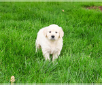 Small #5 English Cream Golden Retriever