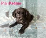Puppy Padme Golden Retriever-Miniature Australian Shepherd Mix