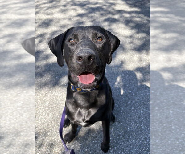 Medium Photo #7 Labrador Retriever-Unknown Mix Puppy For Sale in Brewster, NY, USA
