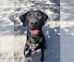 Small #6 Labrador Retriever Mix