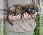 Small #1 Mutt