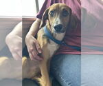 Small #1 Beagle Mix