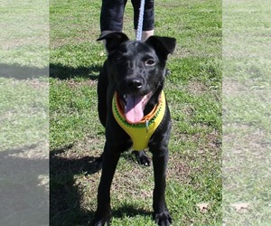 Marlo - Male Labrador Retriever-Unknown Mix Dog for Adoption - Photo #4