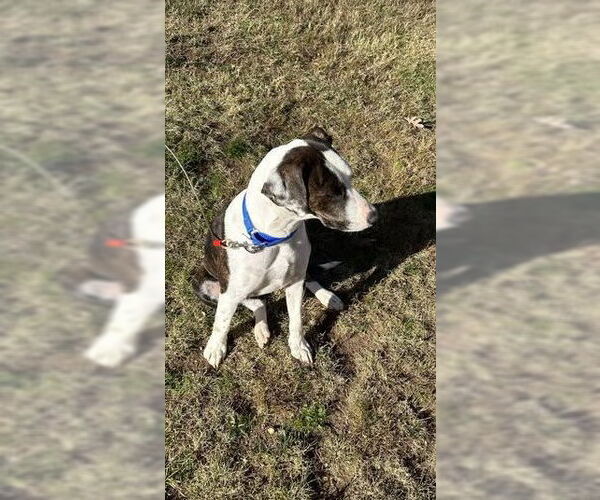 Medium Photo #4 Plott Hound Puppy For Sale in Cherry Hill, NJ, USA