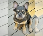 Small #1 French Bulldog