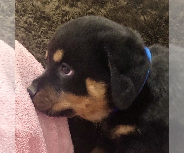 Medium Photo #20 Rottweiler Puppy For Sale in BRIGHTON, CO, USA