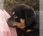Small #19 Rottweiler