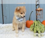 Small Photo #3 Pomeranian Puppy For Sale in HONEY BROOK, PA, USA