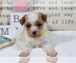 Puppy Maltipoo Maltipoo