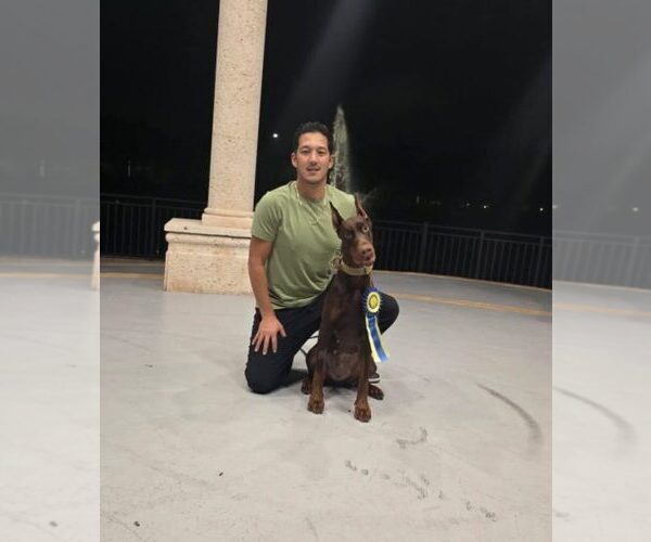 Medium Photo #28 Doberman Pinscher Puppy For Sale in FORT LAUDERDALE, FL, USA