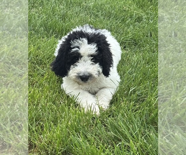 Medium Photo #10 Bernedoodle Puppy For Sale in LONGMONT, CO, USA